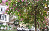Ngỡ ngàng với con đường hoa ban đỏ trên quê lụa Hà Đông
